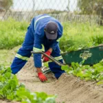 Hydroponics: Urban Farming Solutions