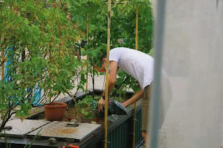 Urban Farming: Cultivating Food Security in the Concrete Jungle